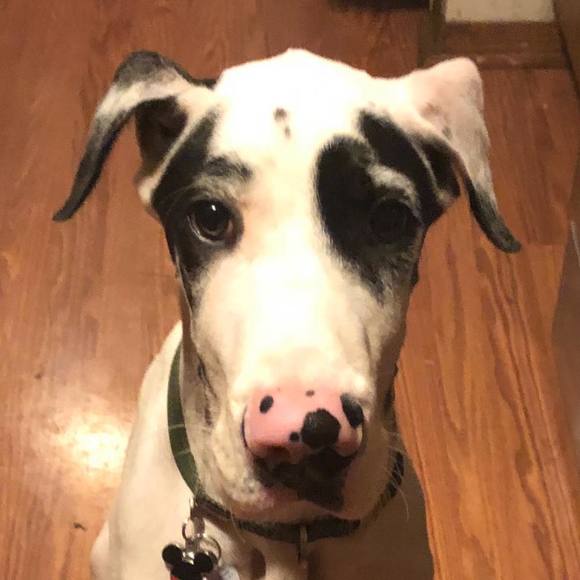 Meet your Posher, Danielle - Picture 1 of 1